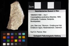 Foto (Objket + Etiketten) von Galatheidae indet. 